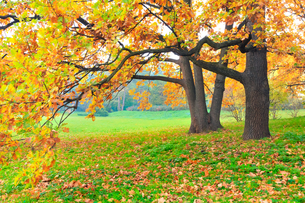 green leaves falling from tree